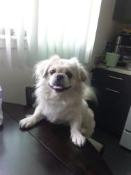 Lost Male Dog last seen foster & bellflower, Paramount, CA 90805
