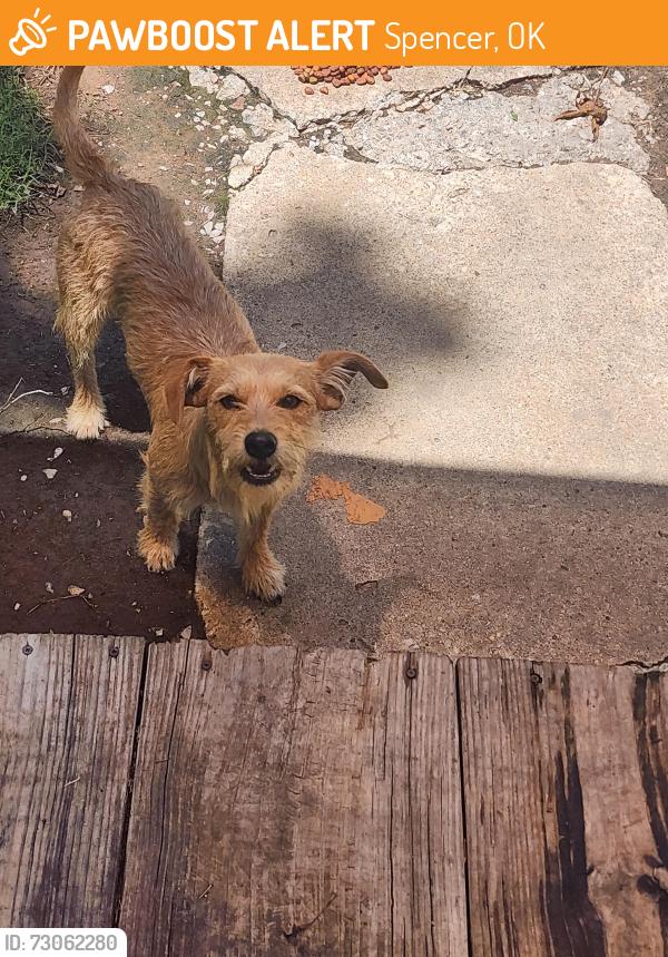 Found/Stray Male Dog last seen 23rd and Spencer Rd, Spencer, OK 73084
