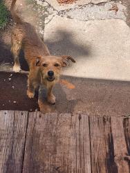 Found/Stray Male Dog last seen 23rd and Spencer Rd, Spencer, OK 73084