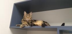 Reunited Female Cat last seen Tawleed Grove, Clyde North, Clyde North, VIC 3978
