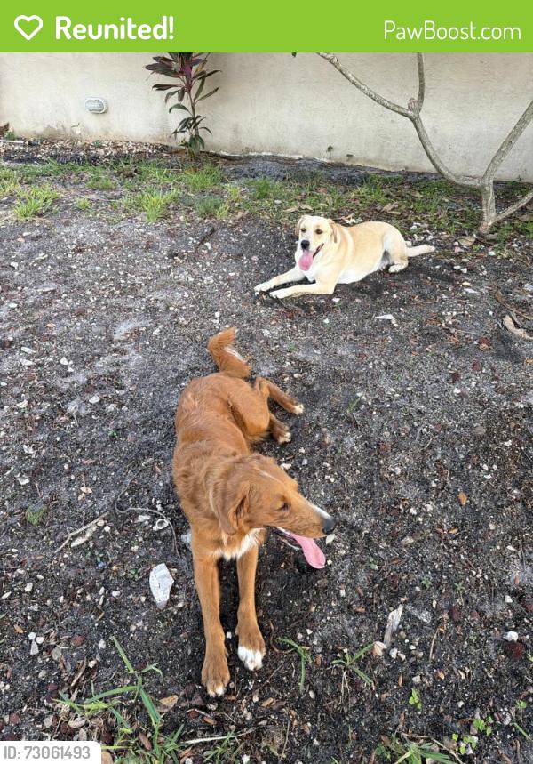 Reunited Male Dog last seen Federal hwy, Pompano Beach, FL 33062