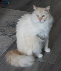 Lost Male Cat last seen Lacombe park east St. Albert, St. Albert, AB T8N 2B9