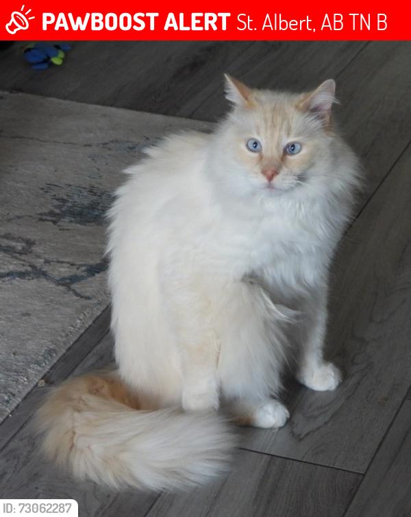 Lost Male Cat last seen Lacombe park east St. Albert, St. Albert, AB T8N 2B9