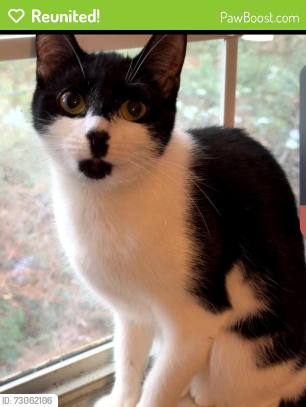 Reunited Female Cat last seen Near Inverness Dr, Fayetteville, NC 28304, USA, Fayetteville, NC 28304
