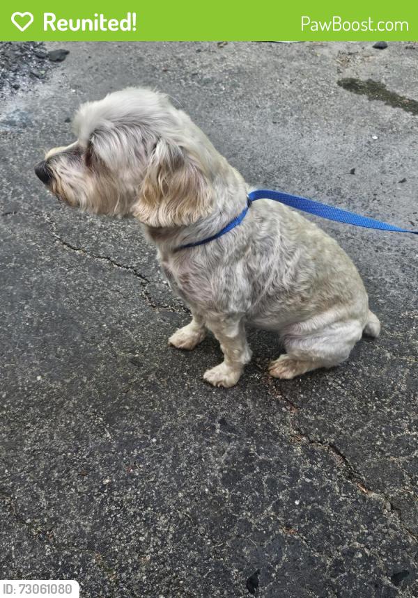 Reunited Female Dog last seen Corner of Palladium and Douglas St, Joliet, IL 60435