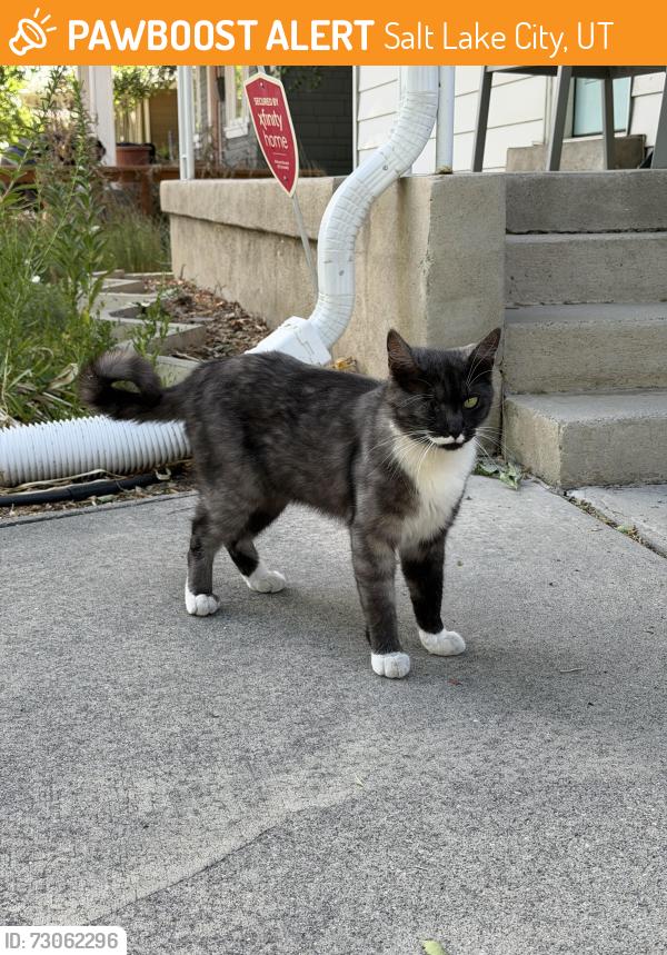 Found/Stray Unknown Cat last seen Near east 1300 south, Salt Lake City, UT 84115