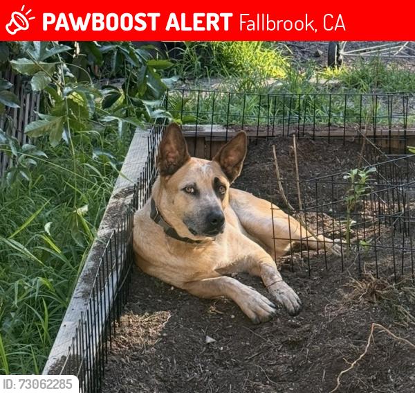 Lost Male Dog last seen W. Winterhaven, Fallbrook, CA 92028