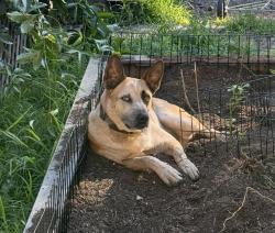 Lost Male Dog last seen W. Winterhaven, Fallbrook, CA 92028