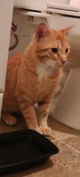 Found/Stray Male Cat last seen Originally found at the corner of Rice & Larpenter, now being held at Caring For Cats, North Saint Paul, MN 55109