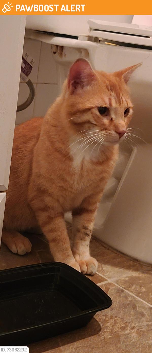 Found/Stray Male Cat last seen Originally found at the corner of Rice & Larpenter, now being held at Caring For Cats, North Saint Paul, MN 55109