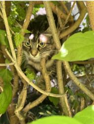 Reunited Female Cat last seen Leyton avenue and Newport avenue, Toronto, ON M1L 3T8