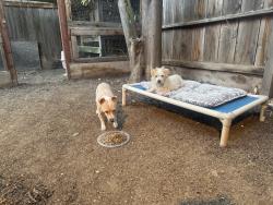 Found/Stray Unknown Dog last seen Forkner/Sierra Fresno Ca, Fresno, CA 93711