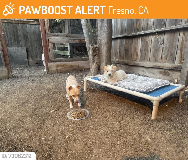 Found/Stray Unknown Dog last seen Forkner/Sierra Fresno Ca, Fresno, CA 93711