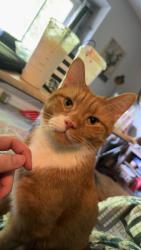 Reunited Male Cat last seen Goudy ave., Guelph, ON N1H 6E9