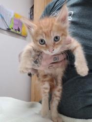 Shelter Stray Male Cat last seen Near CAPITALES DR, Rancho Cordova, CA, 6201 Florin Perkins Rd, Sacramento, CA 95828, USA