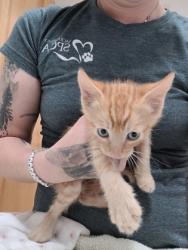 Shelter Stray Male Cat last seen Near CAPITALES DR, Rancho Cordova, CA, 6201 Florin Perkins Rd, Sacramento, CA 95828, USA