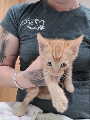 Shelter Stray Male Cat last seen Near CAPITALES DR, Rancho Cordova, CA, 6201 Florin Perkins Rd, Sacramento, CA 95828, USA