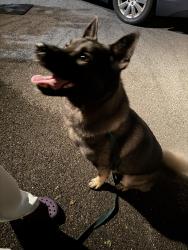 Reunited Male Dog last seen Woodland Drive/Route 10, Honey Brook, PA 19344