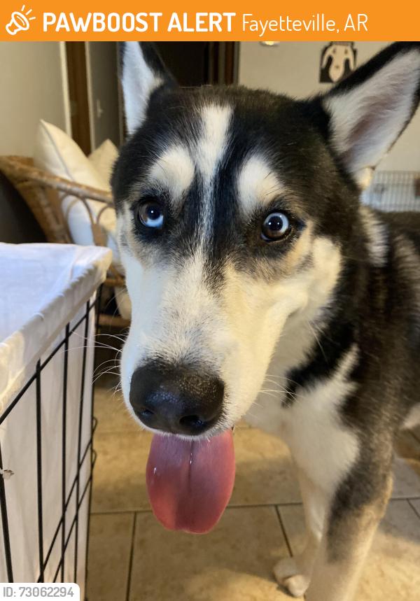 Found/Stray Male Dog last seen Wilson Hollow Rd / S Schaeffer Rd / Lake Wilson Rd, Fayetteville, AR 72701