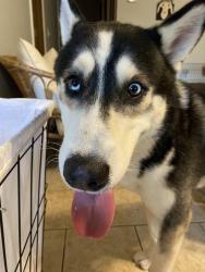 Found/Stray Male Dog last seen Wilson Hollow Rd / S Schaeffer Rd / Lake Wilson Rd, Fayetteville, AR 72701