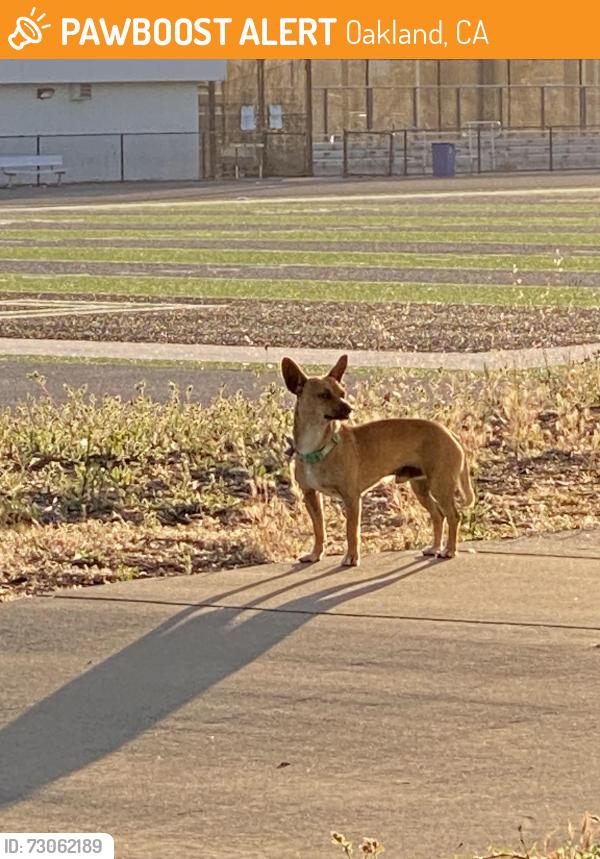 Found/Stray Male Dog last seen East 10th Street between fourth and fifth Avenue., Oakland, CA 94606