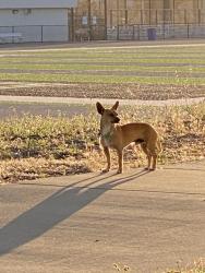 Found/Stray Male Dog last seen East 10th Street between fourth and fifth Avenue., Oakland, CA 94606