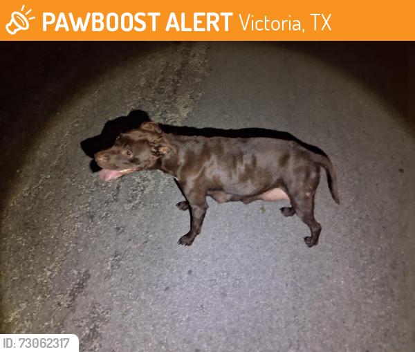Found/Stray Female Dog last seen East wharf street Victoria tx, Victoria, TX 77901