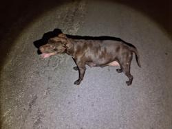 Found/Stray Female Dog last seen East wharf street Victoria tx, Victoria, TX 77901