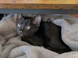 Found/Stray Unknown Cat last seen Pennsylvania St and E 13th Ave, Denver, CO 80203