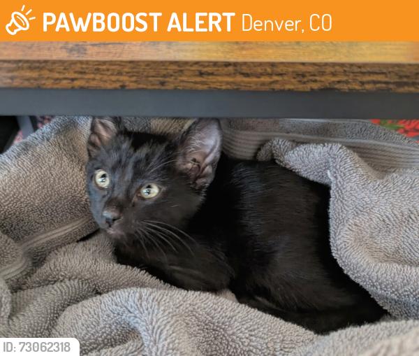 Found/Stray Unknown Cat last seen Pennsylvania St and E 13th Ave, Denver, CO 80203