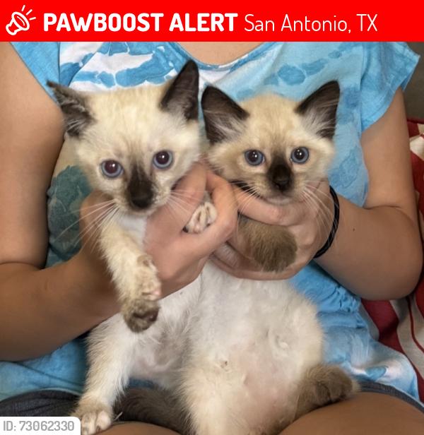 Lost Female Cat last seen Castle Brook Dr., San Antonio, TX 78218