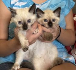 Lost Female Cat last seen Castle Brook Dr., San Antonio, TX 78218