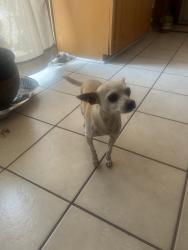 Lost Female Dog last seen st agustin and glengreen dr, Dallas, TX 75217