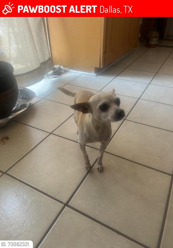 Lost Female Dog last seen st agustin and glengreen dr, Dallas, TX 75217