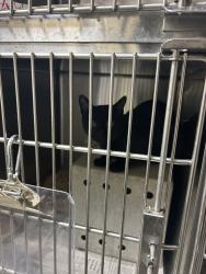 Shelter Stray Unknown Cat last seen Near Petunia Crescent, VIRGINIA BEACH, VA, 23453, 341 S Birdneck Rd, Virginia Beach, VA 23451, USA