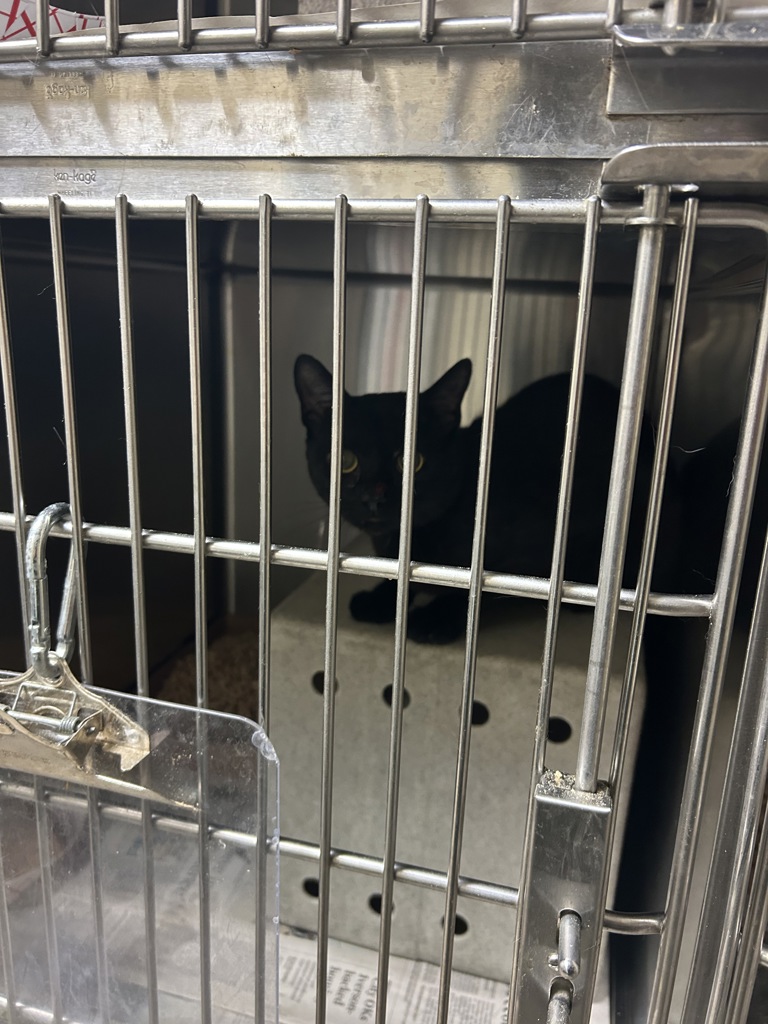 Shelter Stray Unknown Cat last seen Near Petunia Crescent, VIRGINIA BEACH, VA, 23453, 341 S Birdneck Rd, Virginia Beach, VA 23451, USA
