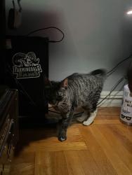 Found/Stray Female Cat last seen Britton Avenue, Queens, NY 11373