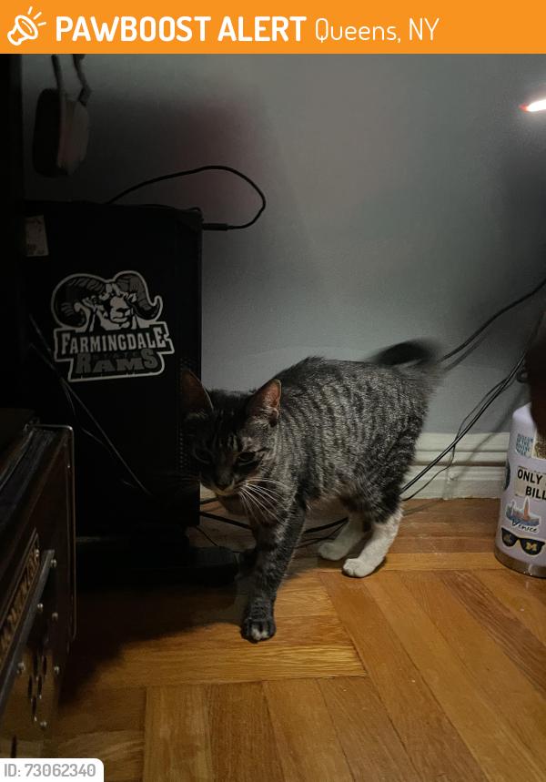 Found/Stray Female Cat last seen Britton Avenue, Queens, NY 11373