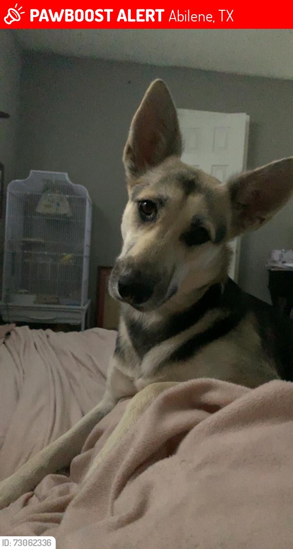 Lost Female Dog last seen Betty roses brisket north side by Walmart, Abilene, TX 79602