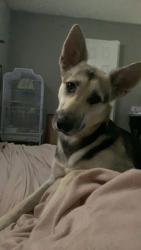 Lost Female Dog last seen Betty roses brisket north side by Walmart, Abilene, TX 79602