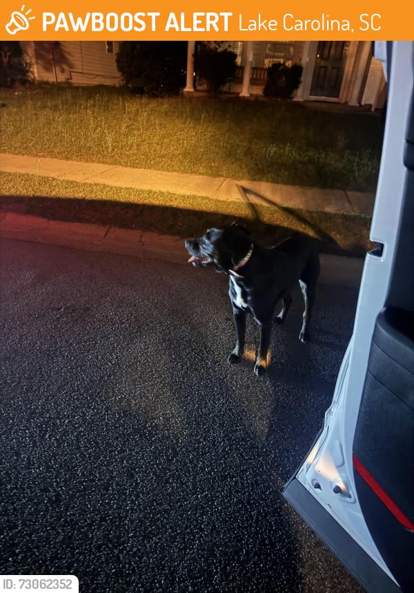 Found/Stray Unknown Dog last seen Denman loop, Lake Carolina, SC 29229