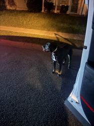Found/Stray Unknown Dog last seen Denman loop, Lake Carolina, SC 29229