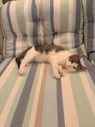 Lost Male Cat last seen Starbucks, Cullman, AL 35055