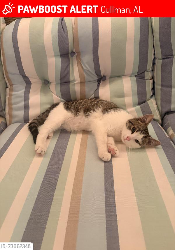Lost Male Cat last seen Starbucks, Cullman, AL 35055