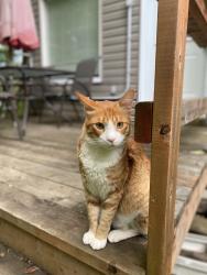 Lost Male Cat last seen Albert/Dominion Road, Fort Erie, ON L2A 1C5