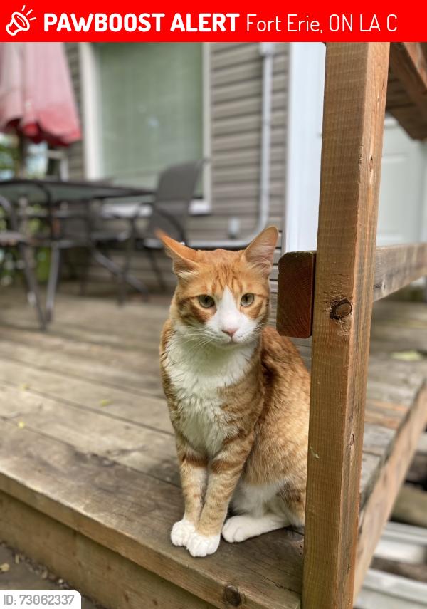Lost Male Cat last seen Albert/Dominion Road, Fort Erie, ON L2A 1C5