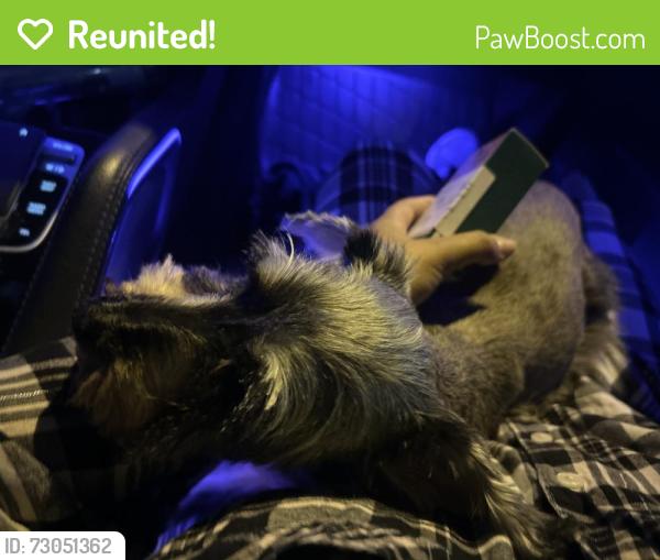 Reunited Female Dog last seen SW 232nd st and SW 128th ct, Miami, FL 33170