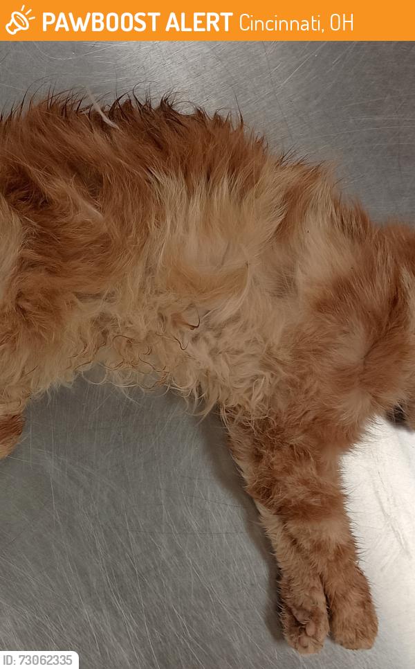 Found/Stray Female Cat last seen Blue Rock Rd at Sheits, Cincinnati, OH 45247