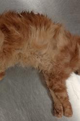 Found/Stray Female Cat last seen Blue Rock Rd at Sheits, Cincinnati, OH 45247
