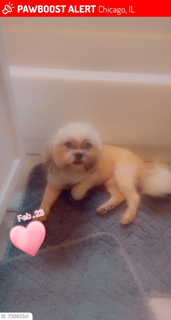 Lost Male Dog last seen 80th Champlain, Chicago, IL 60619